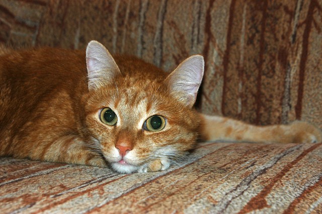 Начинаем котовторник!