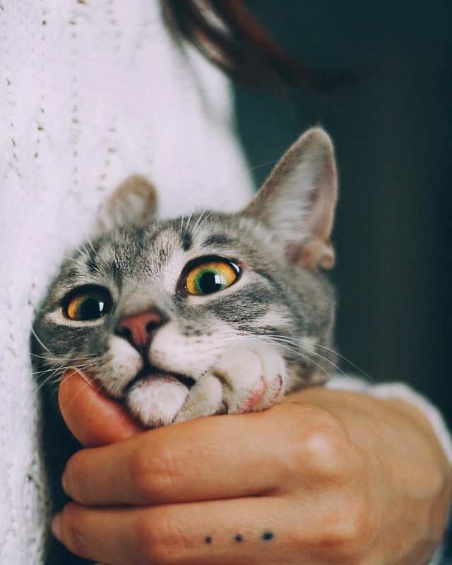 Прикольных котов пост