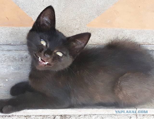 22 кота с сокрушительной харизмой, сопротивляться которой бесполезно