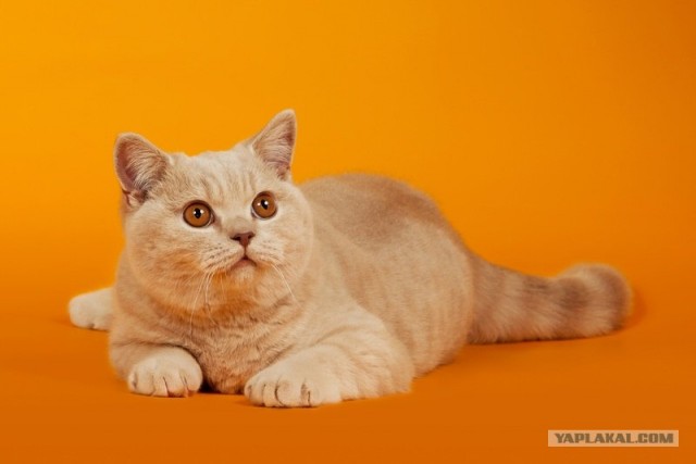 Котовторник объявляется открытым!