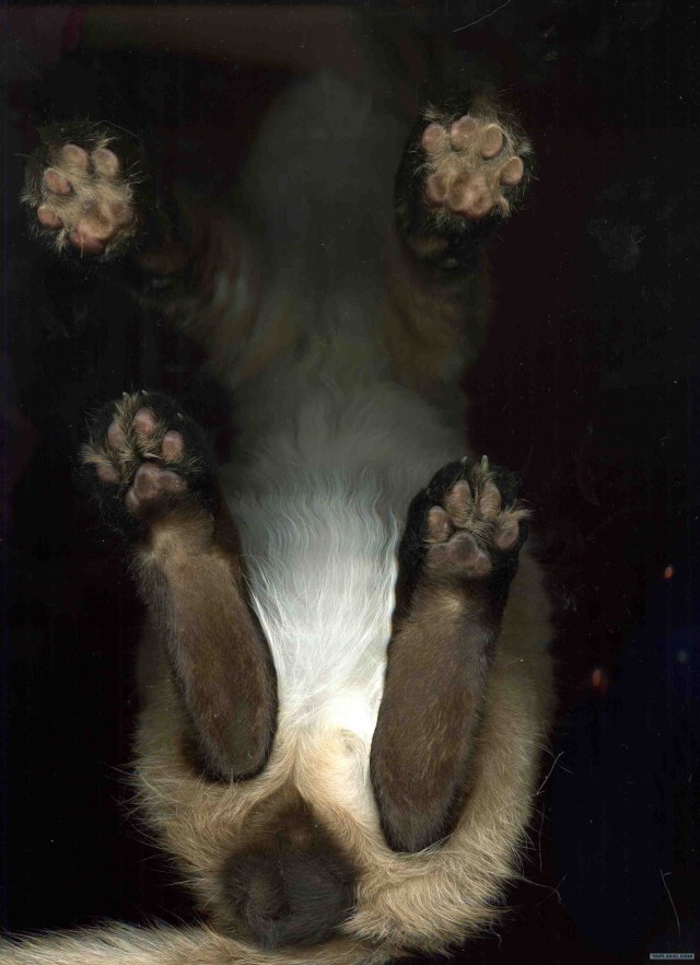 Котовторник с Кузей