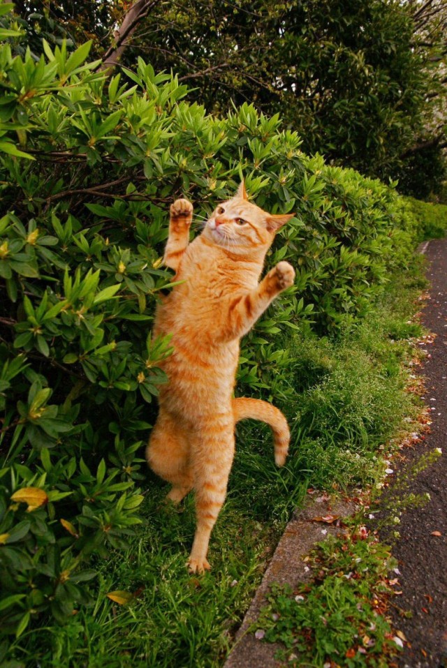 Котовторник!