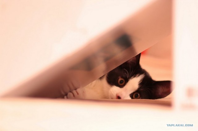 Котовторник 17 января