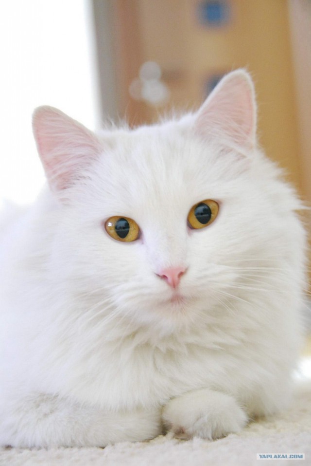 Котовторник 27.03.2012
