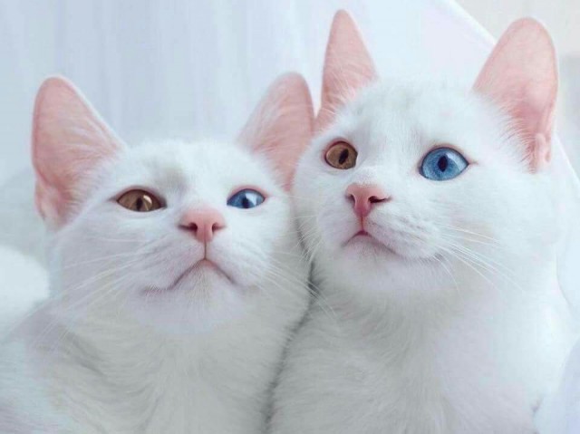 15 фото, которые снимут усталость после тяжелого дня лучше любых лекарств