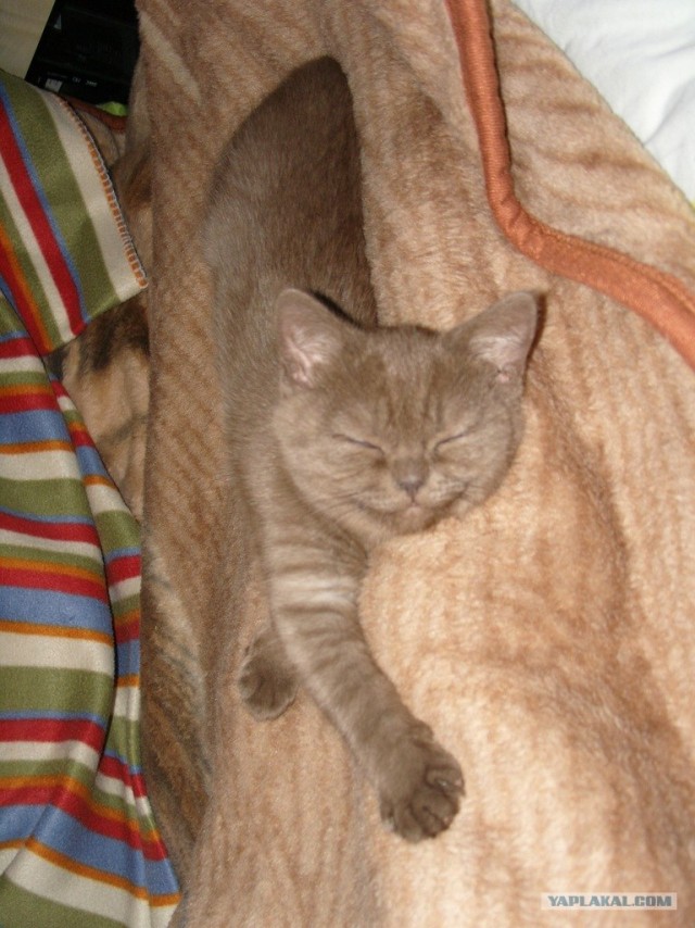 Котовторник  от 3.04.2012