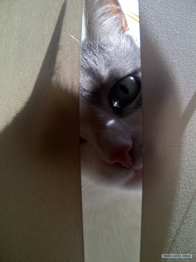 Котовторник (15.05.2012)