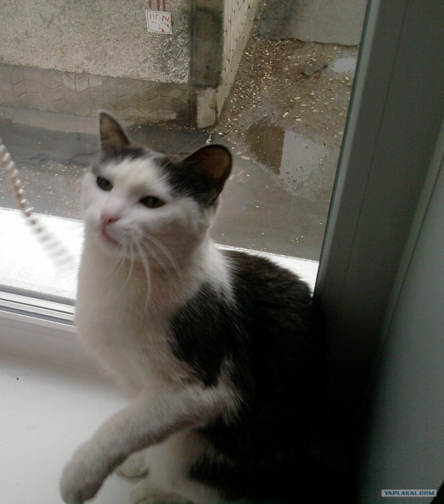Котовторник 29.05.2012
