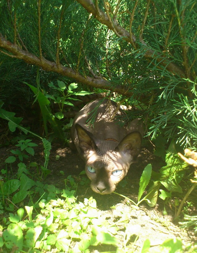 Котовторник 03 07 2012