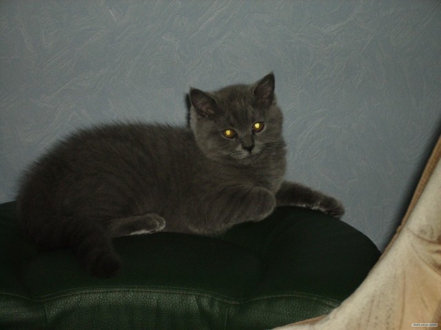 Котовторник 31.07.2012 г.