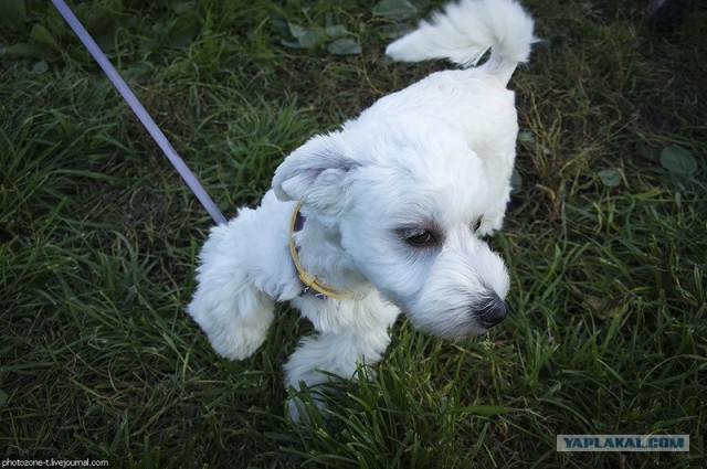 Собака — Улыбака :)