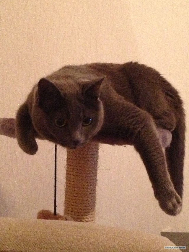 Котовторник 29.01.2013