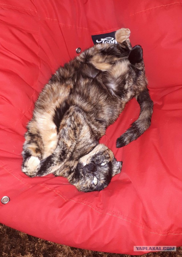 Кошки, которые заснули в самых невообразимых позах
