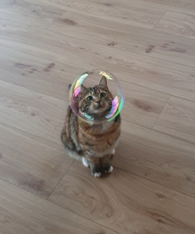 Котовторник! начнем? 04.06.19
