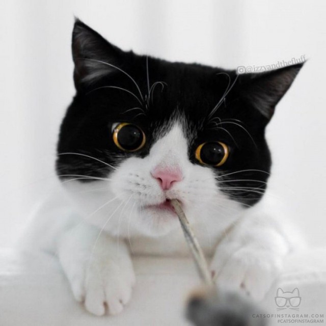 Котовторник!