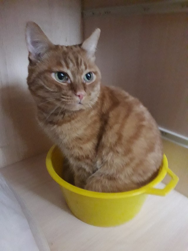 Котовторник 23.07.2019.