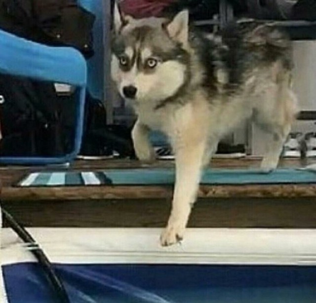 Живность из сети
