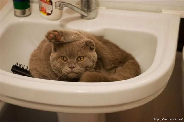 Забавные фото котеек