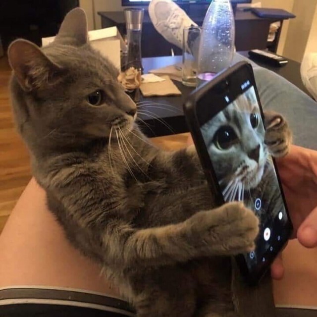 Котофеев пост