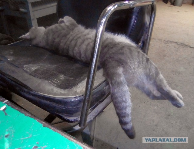 Ну, с котовторником!