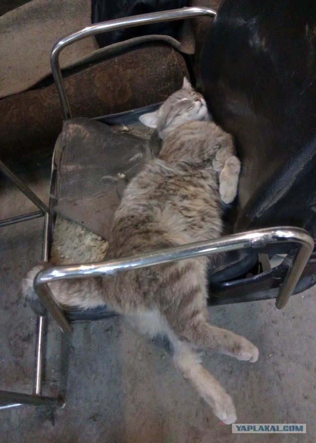 На любом заводе есть кот, которому позволено всё