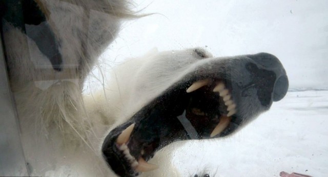 Голодный мишка и консерва, (BBC cameraman)