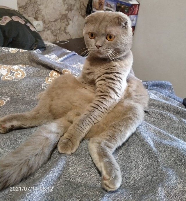 Мои личные котейки к котовторнику!