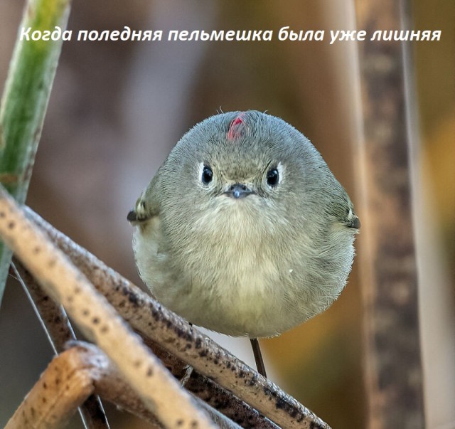 Лучшие фото конкурса Comedy Wildlife Photography Awards 2021