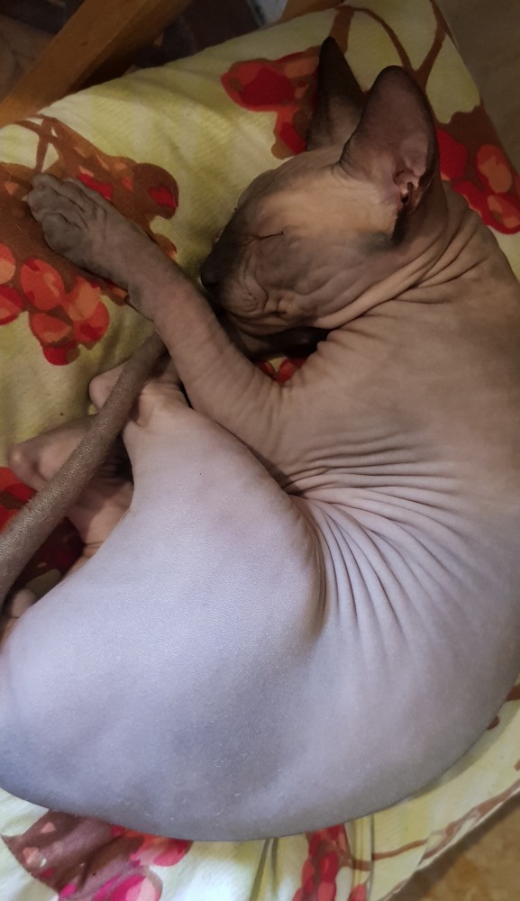 Котовторник 14.09.2021