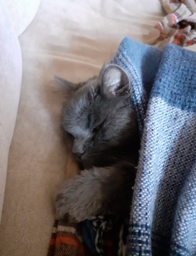 Котовторник так котовторник
