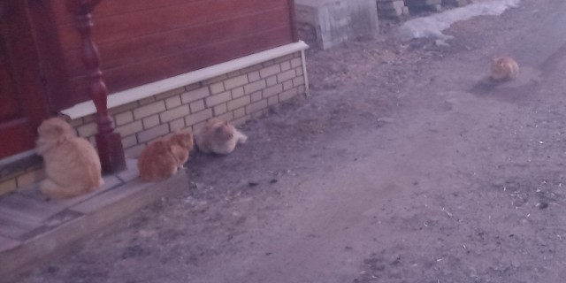 Котовторник ведь начался!