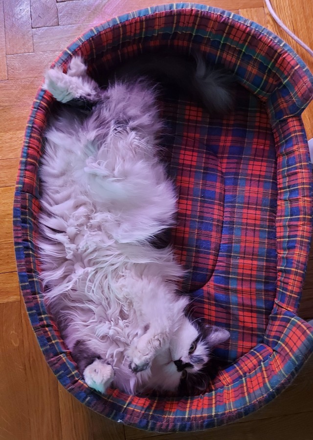 А вот и котовторник 24.05.2022