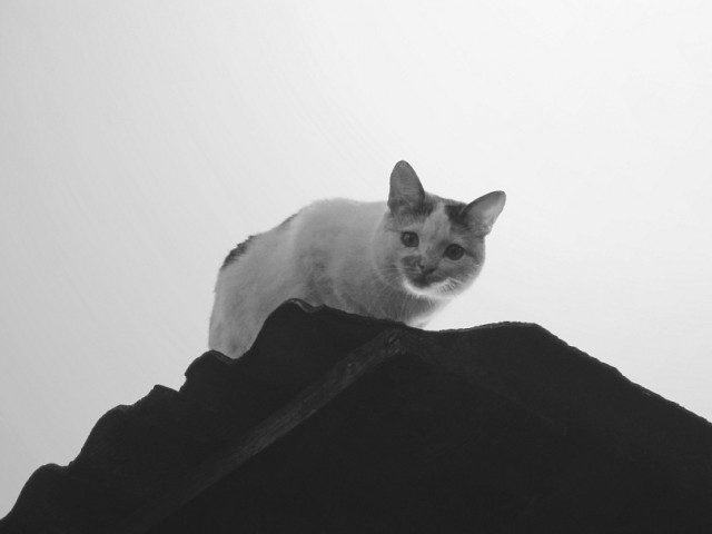 Деревенские, милые, шерстяные