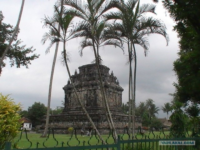 Они живут только 40 лет