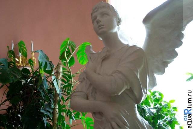 СПб глазами уставшего туриста...