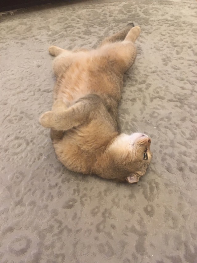 Отдали кота