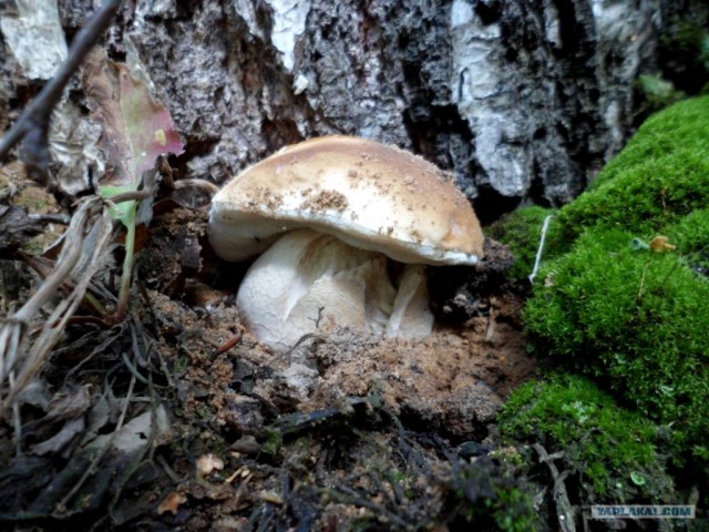 Генералы песчаного карьера