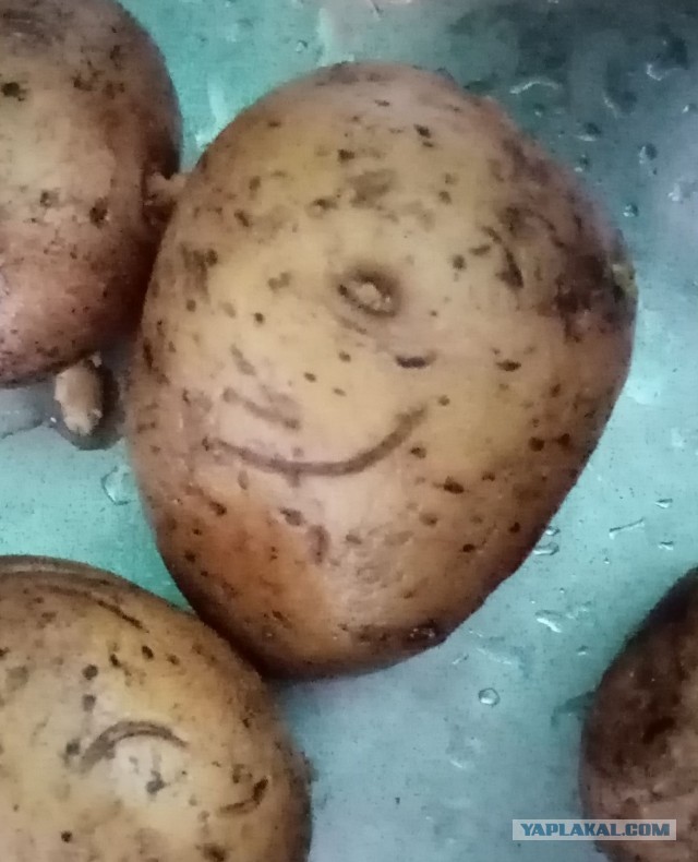 Куда ни глянь, везде эти рожи