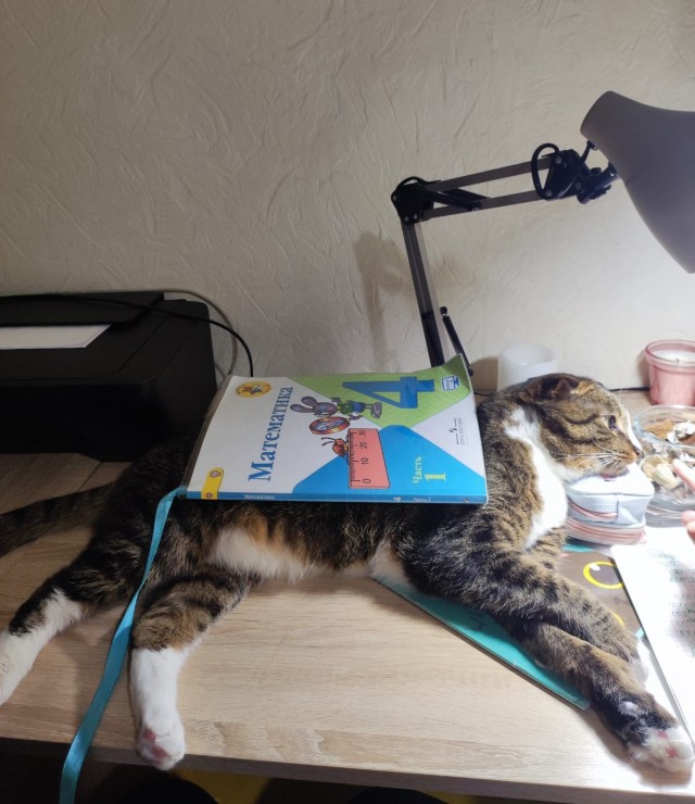 Котовторник 17.01.23