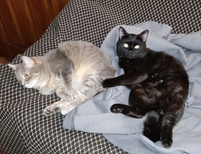 Начинаем котовторник.