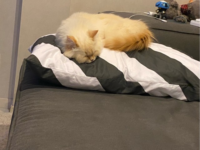 Коты белые, 12 литров