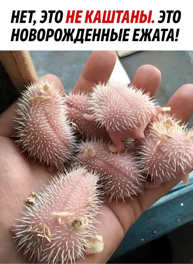 Так себе картинки 08.04.23