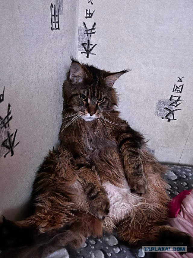Фрау фон Мышецап