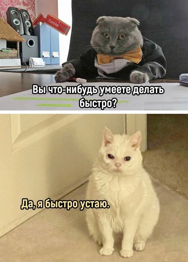 Юмор в картинках и без