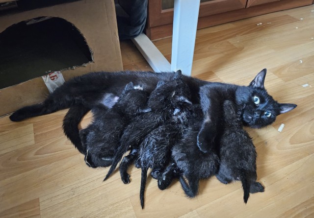 Начинаем котофторник?