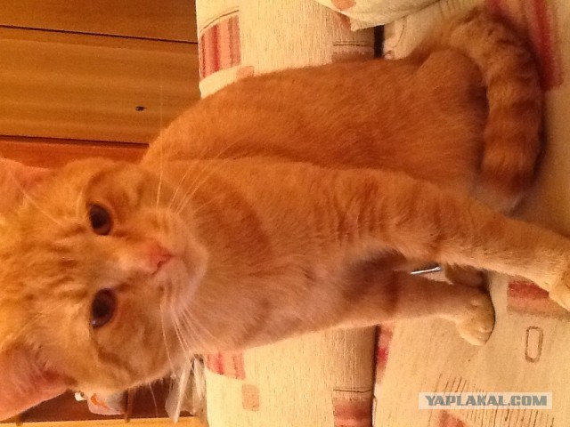 Котовторник 16.04.2013