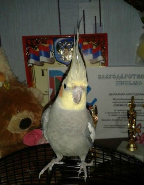 Почему попугаев корелла не продают сразу