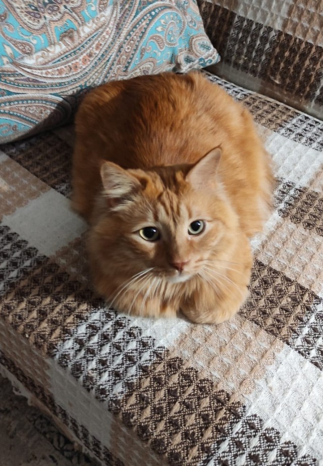 Первый Котовторник 2024