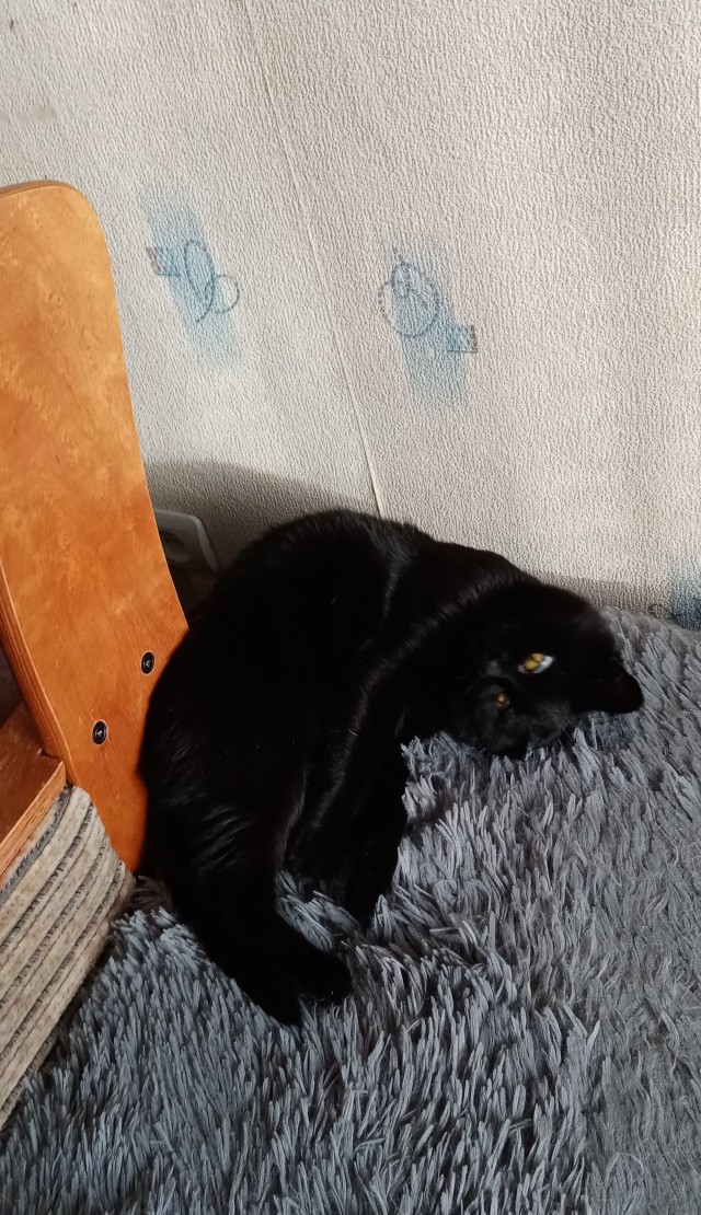 Всем кота за мой счёт. Я настаиваю