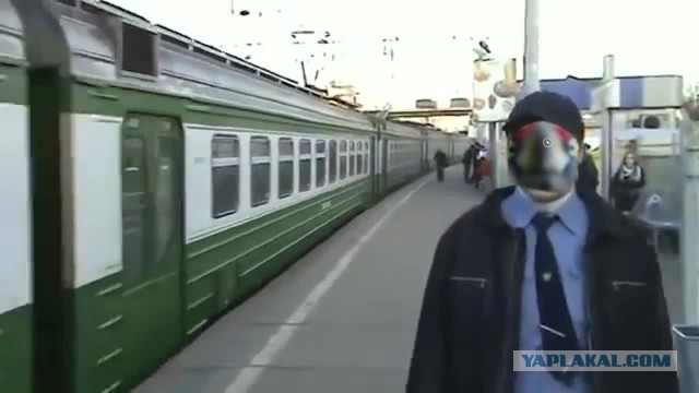 Чёрный дятел уничтожает фотоловушки в Саяно-Шушенском заповеднике